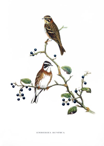 Escribano rústico, aves de Asia (China y Japón), grabado del libro de John Gould (1804-1881) "Aves tropicales" de John Gould