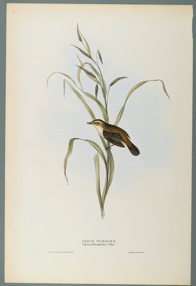 Salicaria Phragmatis: Carricerín Común de John Gould