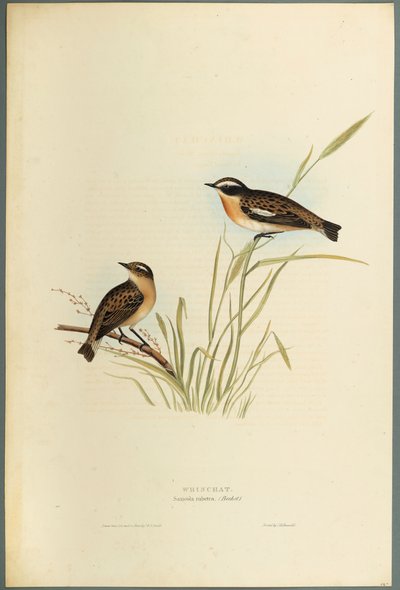 Saxicola Rubetra: Tarabilla Norteña de John Gould