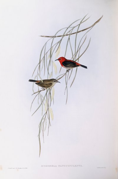 Mizomela escarlata (Myzomela sanguinolenta), grabado por John Gould de John Gould