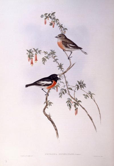 Petirrojo escarlata (Petroica multicolour), grabado por John Gould de John Gould