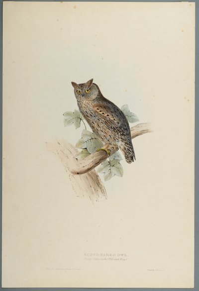 Scops Aldrovandi: Autillo de John Gould