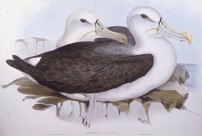 Albatros tímido (Diomedea o Thalassarche cauta), Grabado de John Gould de John Gould