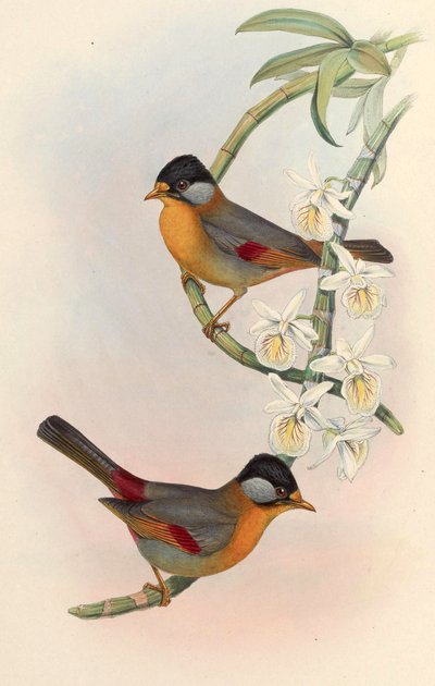 Mesia orejiplateada (Leiothrix orejiplateada) Leiothrix argentauris (Hodgson) de John Gould