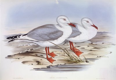 Gaviota plateada (Larus novaehollandiae), grabado por John Gould de John Gould