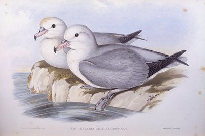 Petrel antártico (Fulmarus glacialoides), grabado por John Gould de John Gould
