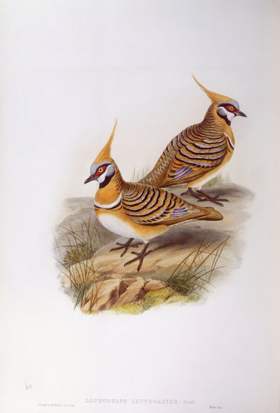 Paloma de espinifex (Lophophaps o Geophaps plumifera leucogaster), grabado por John Gould de John Gould
