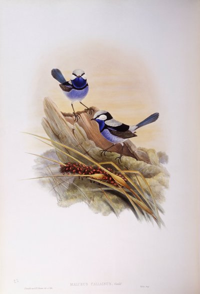 Ratona espléndida (Malurus splendens), grabado por John Gould de John Gould