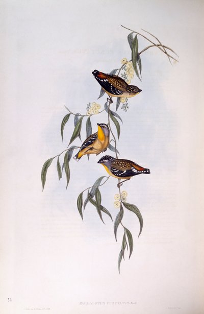 Pardalote moteado (Pardalotus punctatus), grabado por John Gould de John Gould