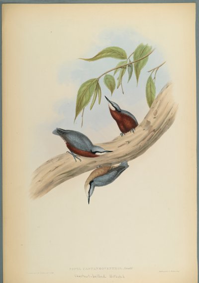Stila Castaneoventris: Trepador Pechicastaño de John Gould