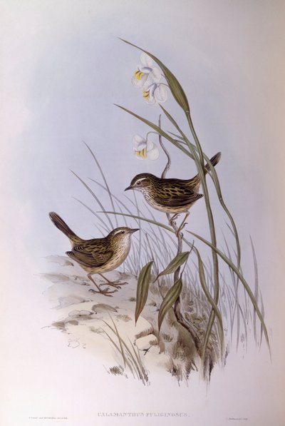 Calamanthus estriado (Calamanthus fuliginosus), Grabado de John Gould de John Gould