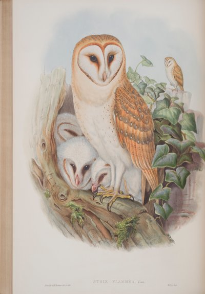 Strix Flammea, lámina de Las aves de Gran Bretaña por John Gould, publicado 1862-73 de John Gould