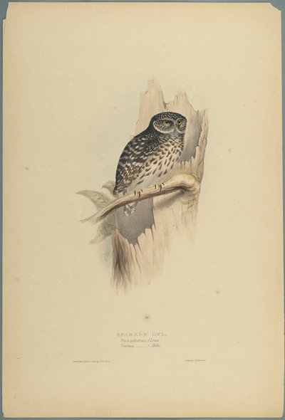 Strix Pafsernia: Lechuza de John Gould