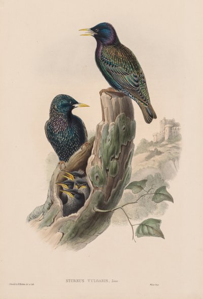Sturnur Vulgaris de John Gould