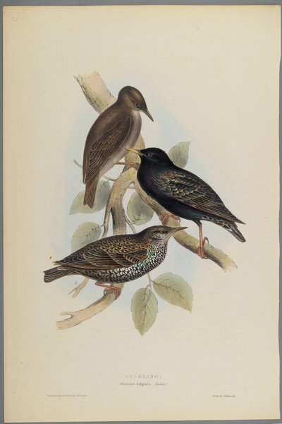 Sturnus Vulgaris - Estornino de John Gould