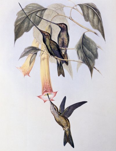Colibrí pico de espada (Docimastes ensiferus) de John Gould