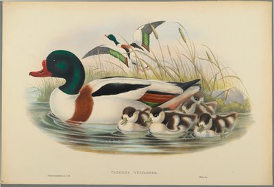 Tadorna Vulpanser: Tarro Blanco de John Gould