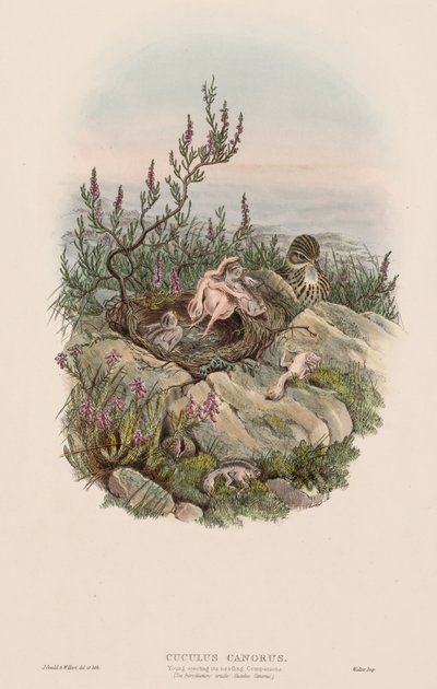 Las aves de Gran Bretaña: Cuculus canorus de John Gould