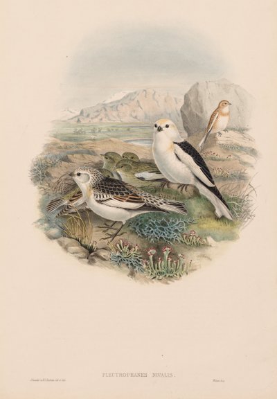 Las aves de Gran Bretaña: Plestrophanes nivalis de John Gould