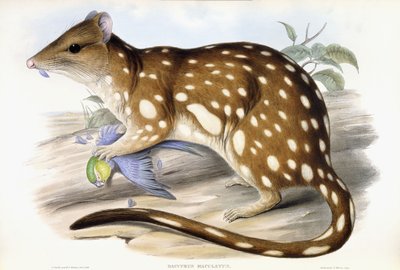 Quoll tigre de John Gould