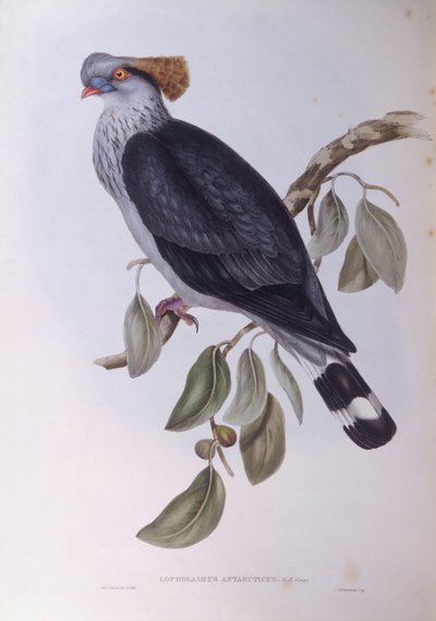 Paloma de copete (Lopholaimus antarcticus), grabado por John Gould de John Gould
