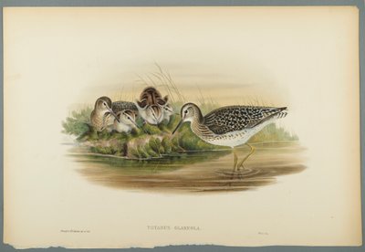 Totanus Glareola - Andarríos Bastardo de John Gould