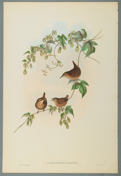 Troglodytes Europaeus - Chochín Común de John Gould