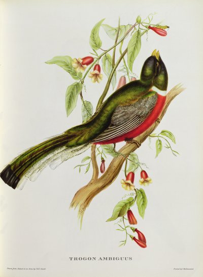 Trogon Ambiguus de 