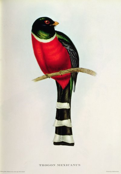 Trogón mexicano de John Gould