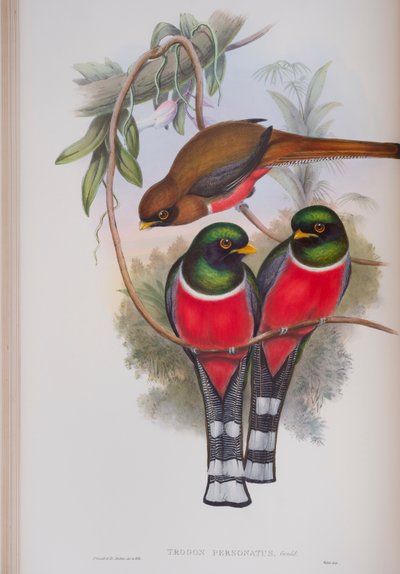 Trogon Personatus, lámina de Las Aves de Gran Bretaña por John Gould, publicado 1862-73 de John Gould