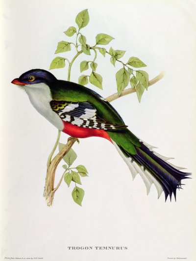 Trogon Temnurus de 