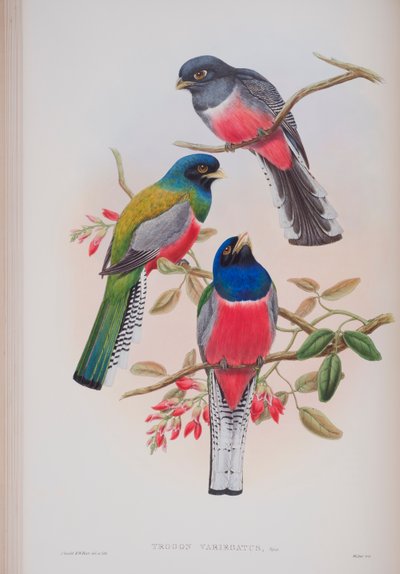 Trogon Variegatus, lámina de Las Aves de Gran Bretaña por John Gould, publicado 1862-73 de John Gould