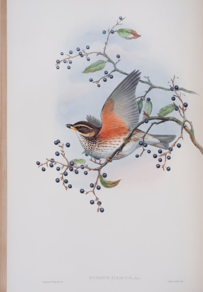 Turdus Illacus, lámina de Las Aves de Gran Bretaña por John Gould, publicado 1862-73 de John Gould