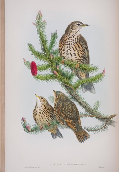 Turdus Viscivorus, lámina de Las Aves de Gran Bretaña por John Gould, publicado 1862-73 de John Gould