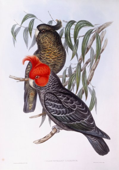Dos loros posados en una rama, grabado de John Gould