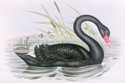 Imagen desconocida de John Gould