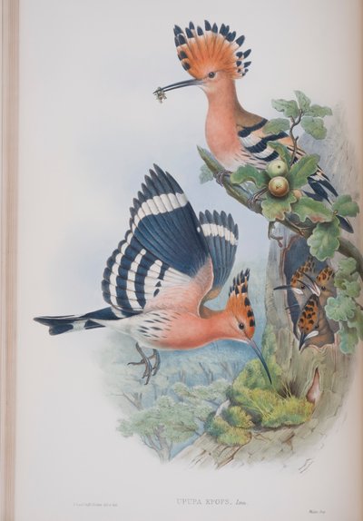Upupa Epops, lámina de Las Aves de Gran Bretaña por John Gould, publicado 1862-73 de John Gould