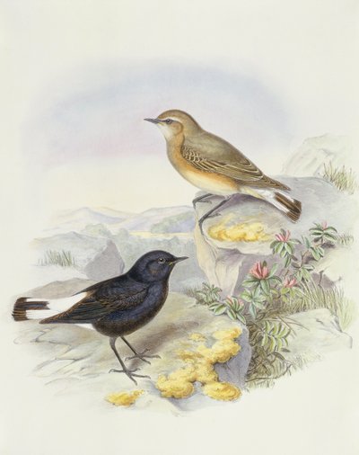 Collalba variable (Oenanthe picata), grabado por John Gould de John Gould