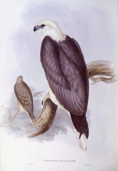 Águila pescadora de vientre blanco (Haliaeetus leucogaster), grabado por John Gould de John Gould