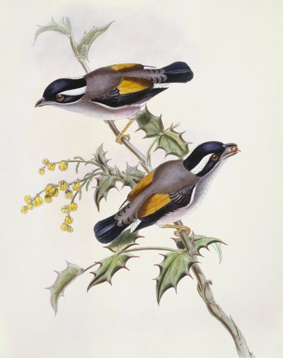 Timalí pío (Pteruthius flaviscapis), grabado por John Gould de John Gould