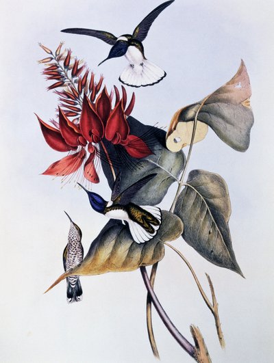 Jacobin de cuello blanco (Florisuga mellivora), grabado de Monografía de Trochilidae o Colibríes (1849-1861), por John Gould (1804-1881) de John Gould