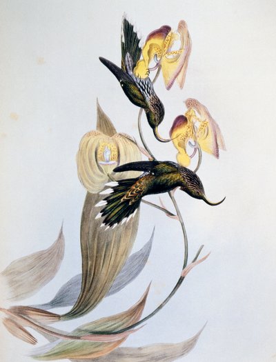 Pico de hoz de punta blanca (Eutoxeres aquila) de John Gould