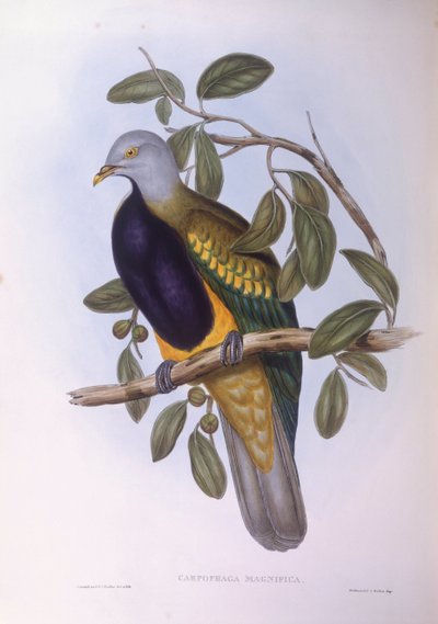 Paloma frutera wompoo (Ptilinopus magnificus), grabado por John Gould de John Gould
