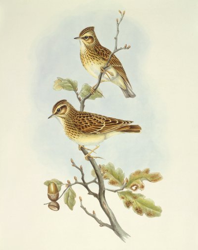 Alondra común (Lullula arborea), grabado por John Gould de John Gould