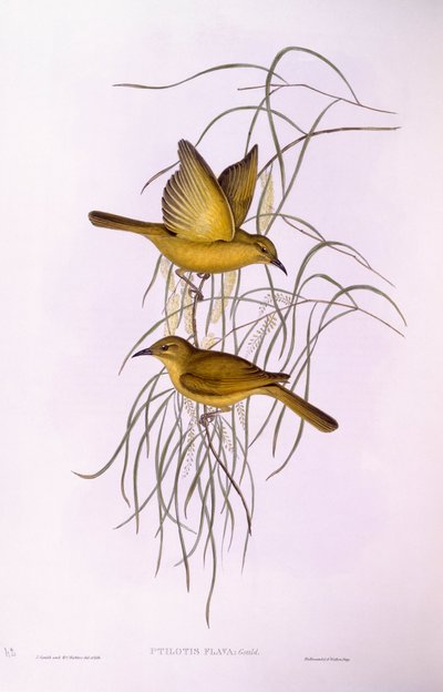 Mielero amarillo (Lichenostomus flavus), grabado por John Gould de John Gould