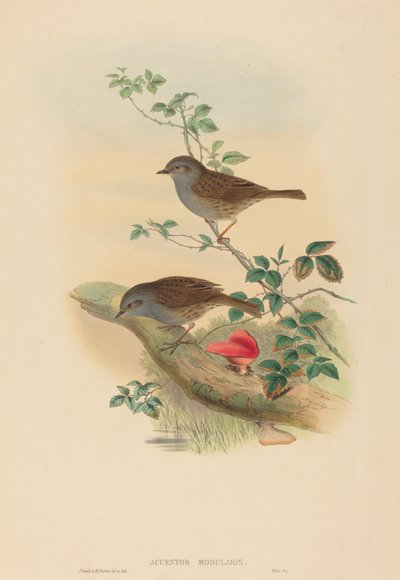 Acentor común (Dunnock) de John Gould and H.C. Richter