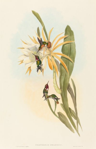 Calothorax heliodori de John Gould and H.C. Richter