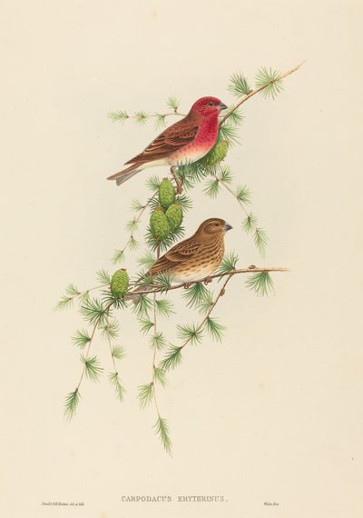 Carpodacus erythrinus (Camachuelo común) de John Gould and H.C. Richter