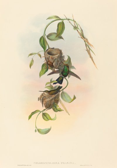 Esmeralda de Puncheran de John Gould and H.C. Richter