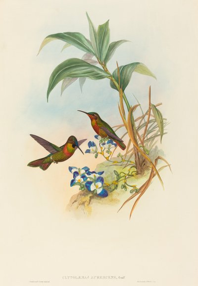 Clytolaema aurescens (Rubí Banded o Rubí de Gould) de John Gould and H.C. Richter